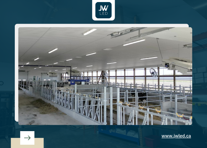 dairy shed lighting upgrade