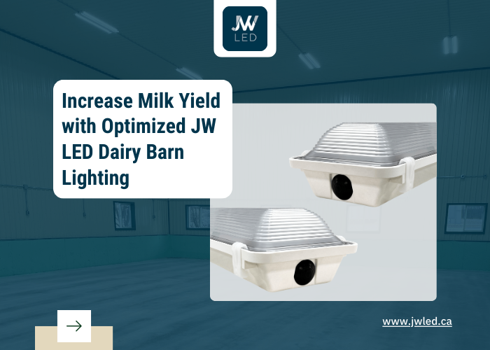 Increase Milk Yield with optimized JW LED Dairy Barn Lighting